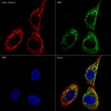 Immunofluorescence - Anti-AGR2 Antibody [ARC0709] (A307241) - Antibodies.com