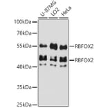 Western Blot - Anti-Fox2/RBM9 Antibody (A307242) - Antibodies.com
