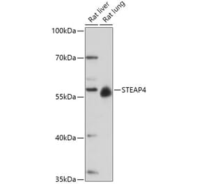 Western Blot - Anti-STEAP4 Antibody (A307243) - Antibodies.com