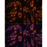 Immunofluorescence - Anti-STEAP4 Antibody (A307243) - Antibodies.com