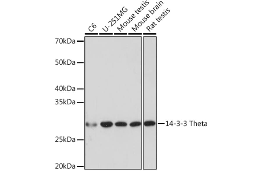 Western Blot - Anti-14-3-3 Theta/Tau Antibody [ARC1358] (A307244) - Antibodies.com