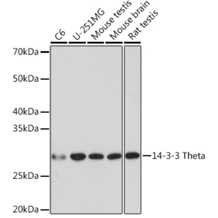 Western Blot - Anti-14-3-3 Theta/Tau Antibody [ARC1358] (A307244) - Antibodies.com