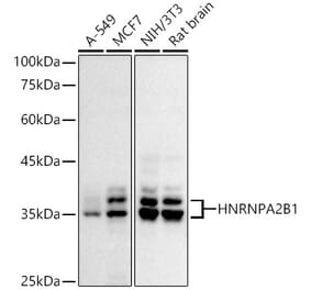 Western Blot - Anti-hnRNP A2B1 Antibody (A307245) - Antibodies.com