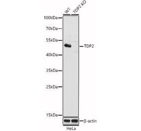 Western Blot - Anti-TDP2 Antibody (A307248) - Antibodies.com