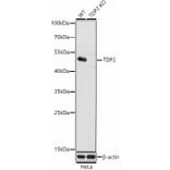 Western Blot - Anti-TDP2 Antibody (A307248) - Antibodies.com