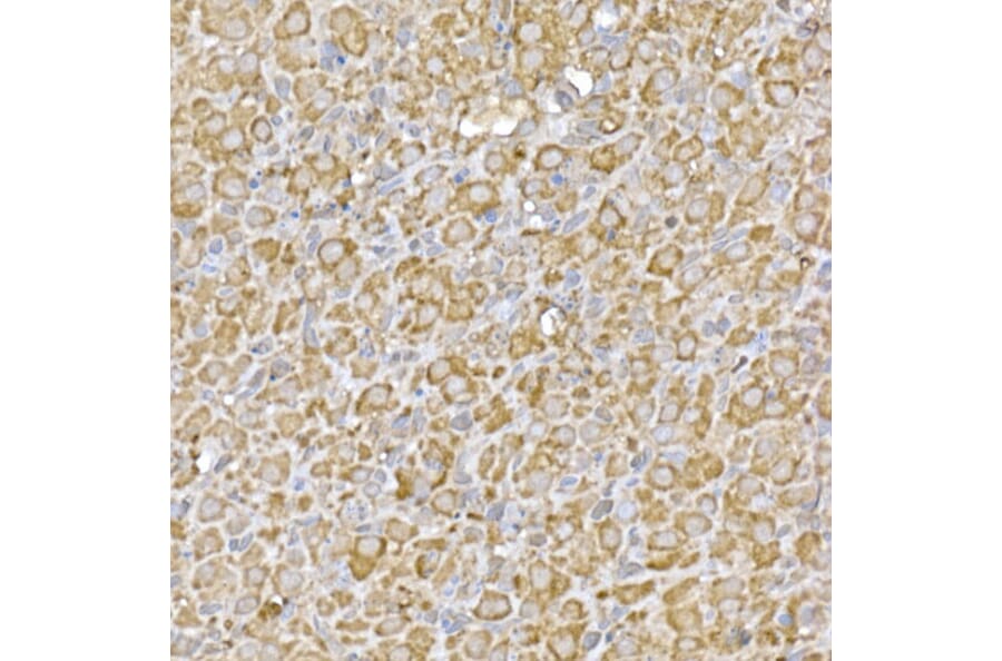 Immunohistochemistry - Anti-LOC652968 Antibody (A307249) - Antibodies.com