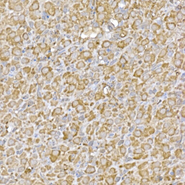 Immunohistochemistry - Anti-LOC652968 Antibody (A307249) - Antibodies.com