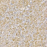 Immunohistochemistry - Anti-LOC652968 Antibody (A307249) - Antibodies.com
