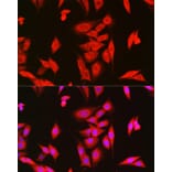 Immunofluorescence - Anti-LOC652968 Antibody (A307249) - Antibodies.com