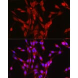 Immunofluorescence - Anti-LOC652968 Antibody (A307249) - Antibodies.com