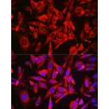 Immunofluorescence - Anti-LOC652968 Antibody (A307249) - Antibodies.com