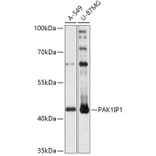 Western Blot - Anti-PAK1IP1 Antibody (A307251) - Antibodies.com