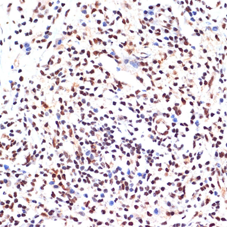 Immunohistochemistry - Anti-PAX9 Antibody [ARC2267] (A307255) - Antibodies.com