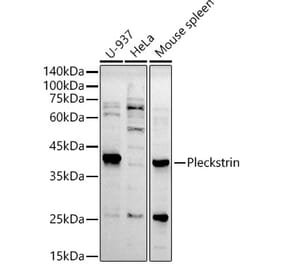 Western Blot - Anti-Pleckstrin Antibody [ARC2870] (A307260) - Antibodies.com