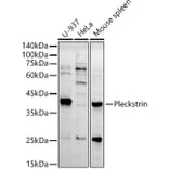 Western Blot - Anti-Pleckstrin Antibody [ARC2870] (A307260) - Antibodies.com