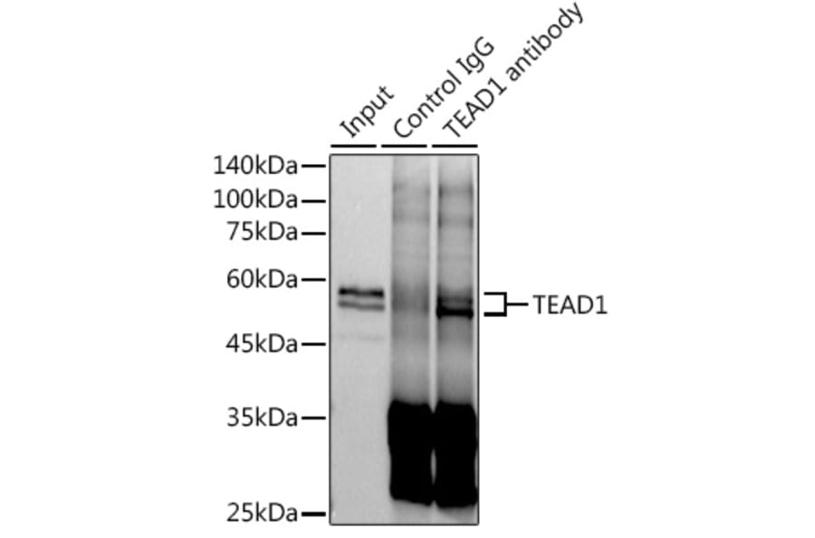 Western Blot - Anti-TEF1/TEAD-1 Antibody [ARC1157] (A307265) - Antibodies.com