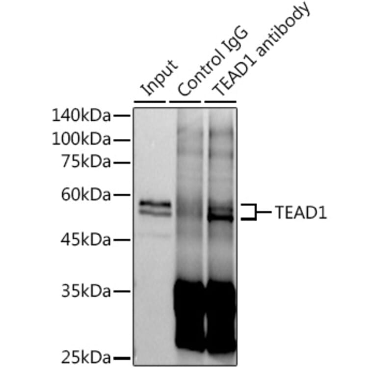 Western Blot - Anti-TEF1/TEAD-1 Antibody [ARC1157] (A307265) - Antibodies.com