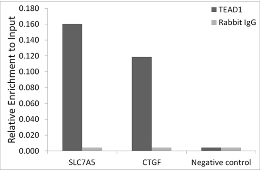 Chromatin Immunoprecipitation - Anti-TEF1/TEAD-1 Antibody [ARC1157] (A307265) - Antibodies.com