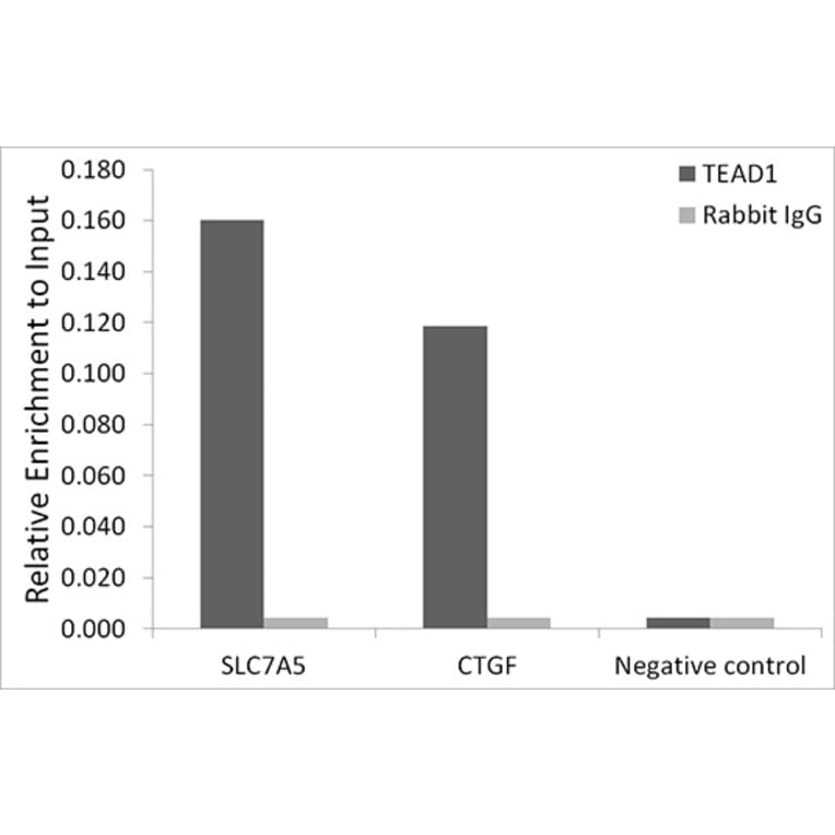 Chromatin Immunoprecipitation - Anti-TEF1/TEAD-1 Antibody [ARC1157] (A307265) - Antibodies.com