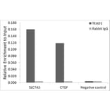 Chromatin Immunoprecipitation - Anti-TEF1/TEAD-1 Antibody [ARC1157] (A307265) - Antibodies.com