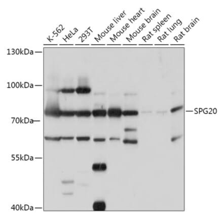 Western Blot - Anti-SPART Antibody (A307268) - Antibodies.com