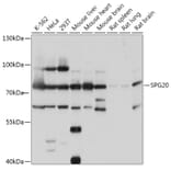 Western Blot - Anti-SPART Antibody (A307268) - Antibodies.com