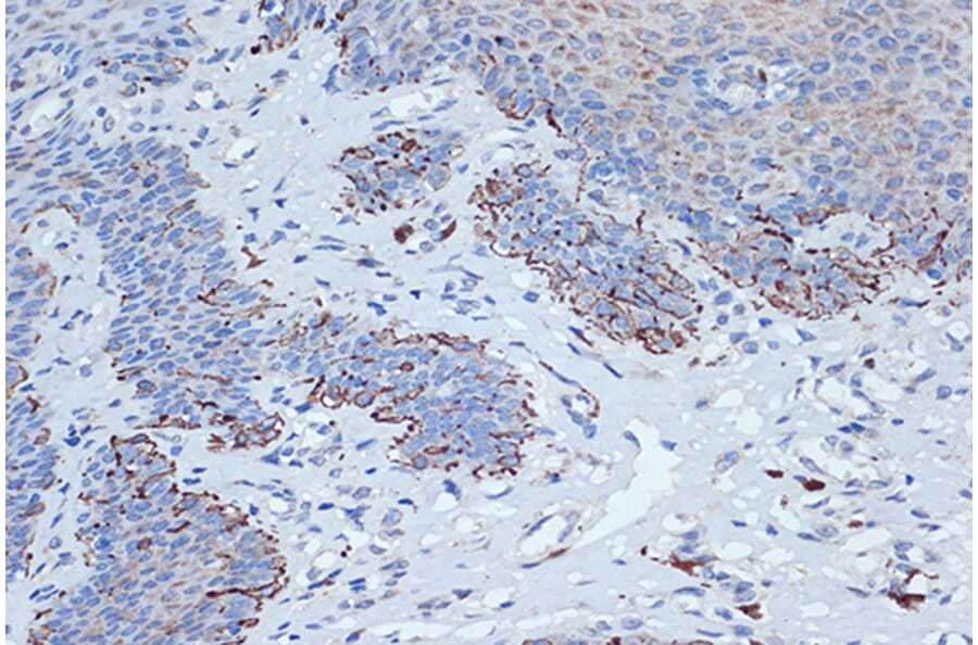 Immunohistochemistry - Anti-STK3/MST-2 Antibody [ARC1389] (A307270) - Antibodies.com
