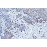 Immunohistochemistry - Anti-STK3/MST-2 Antibody [ARC1389] (A307270) - Antibodies.com