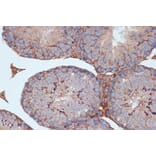 Immunohistochemistry - Anti-STK3/MST-2 Antibody [ARC1389] (A307270) - Antibodies.com