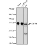 Western Blot - Anti-MBD3 Antibody [ARC2466] (A307276) - Antibodies.com