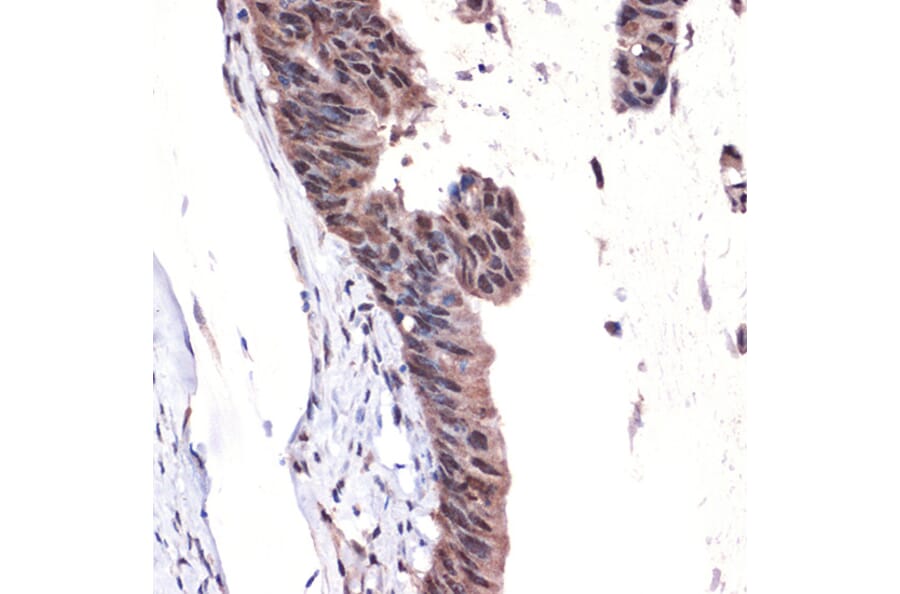 Immunohistochemistry - Anti-MBD3 Antibody [ARC2466] (A307276) - Antibodies.com