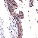 Immunohistochemistry - Anti-MBD3 Antibody [ARC2466] (A307276) - Antibodies.com