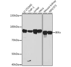 Western Blot - Anti-IKK alpha Antibody [ARC0174] (A307277) - Antibodies.com