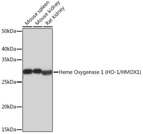 Western Blot - Anti-Heme Oxygenase 1 Antibody [ARC53508] (A307278) - Antibodies.com