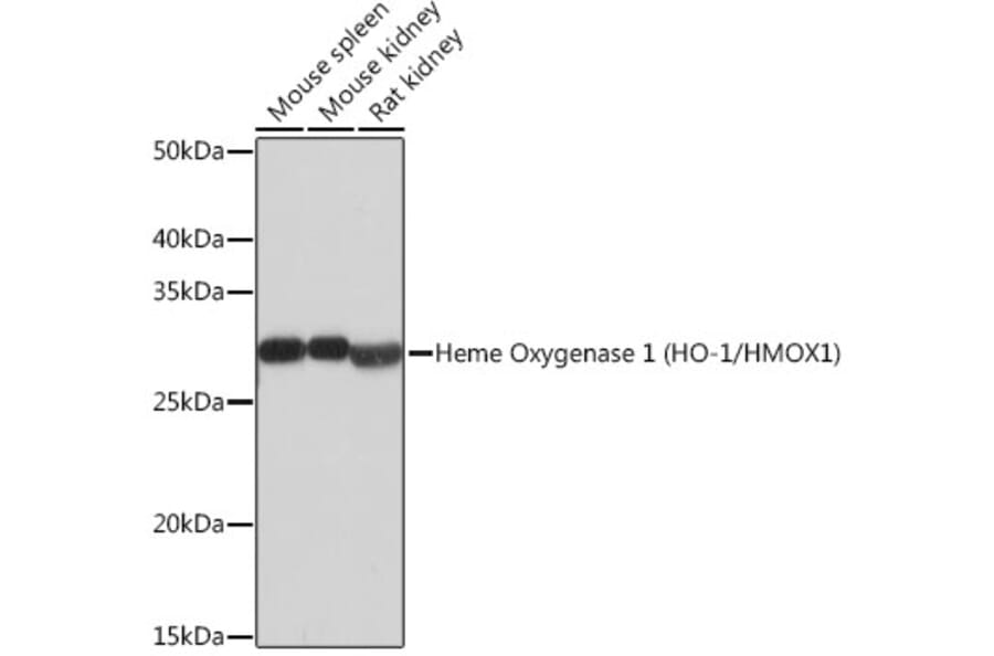 Western Blot - Anti-Heme Oxygenase 1 Antibody [ARC53508] (A307278) - Antibodies.com