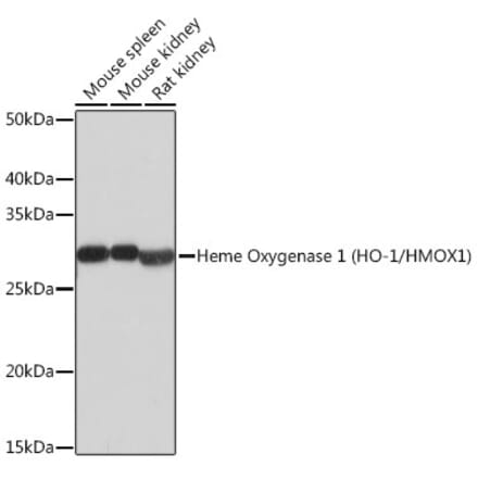 Western Blot - Anti-Heme Oxygenase 1 Antibody [ARC53508] (A307278) - Antibodies.com