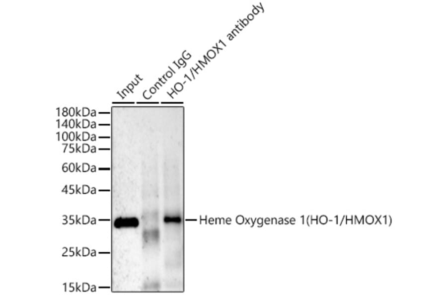 Western Blot - Anti-Heme Oxygenase 1 Antibody [ARC53508] (A307278) - Antibodies.com