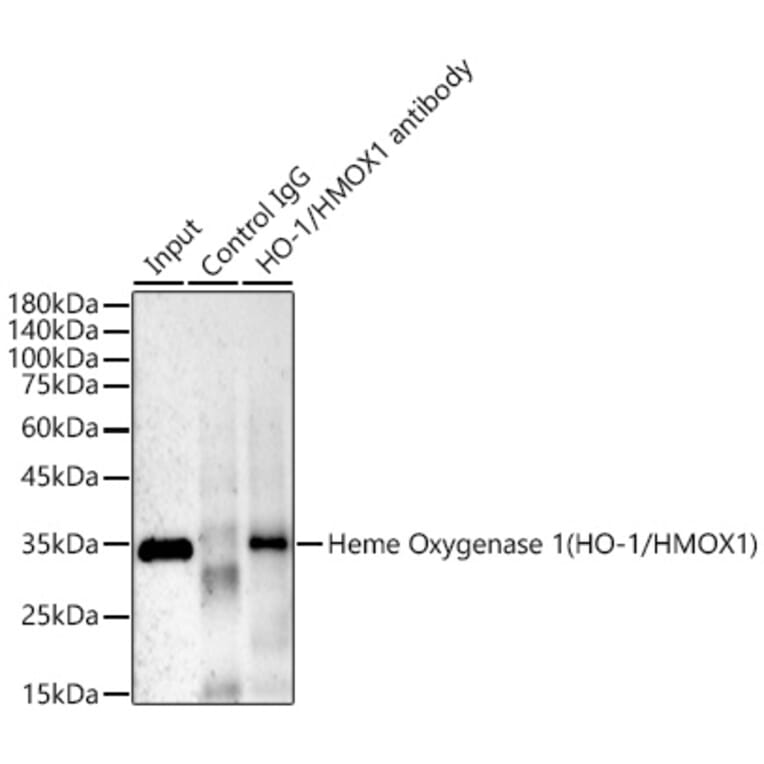 Western Blot - Anti-Heme Oxygenase 1 Antibody [ARC53508] (A307278) - Antibodies.com