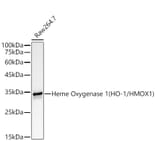 Western Blot - Anti-Heme Oxygenase 1 Antibody [ARC53508] (A307278) - Antibodies.com