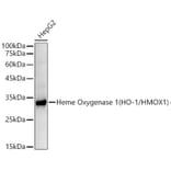 Western Blot - Anti-Heme Oxygenase 1 Antibody [ARC53508] (A307278) - Antibodies.com