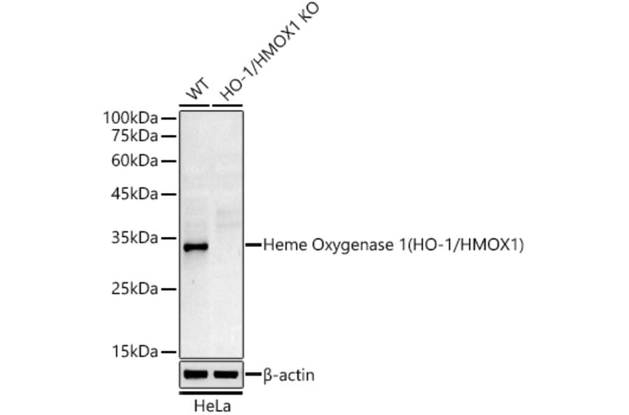 Western Blot - Anti-Heme Oxygenase 1 Antibody [ARC53508] (A307278) - Antibodies.com