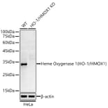Western Blot - Anti-Heme Oxygenase 1 Antibody [ARC53508] (A307278) - Antibodies.com