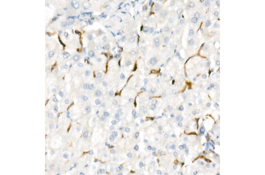 Immunohistochemistry - Anti-Heme Oxygenase 1 Antibody [ARC53508] (A307278) - Antibodies.com