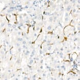 Immunohistochemistry - Anti-Heme Oxygenase 1 Antibody [ARC53508] (A307278) - Antibodies.com