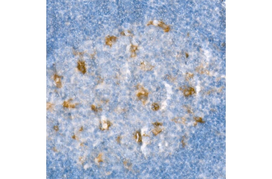 Immunohistochemistry - Anti-Heme Oxygenase 1 Antibody [ARC53508] (A307278) - Antibodies.com