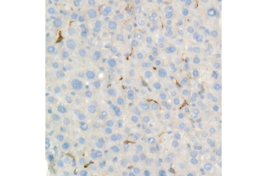 Immunohistochemistry - Anti-Heme Oxygenase 1 Antibody [ARC53508] (A307278) - Antibodies.com