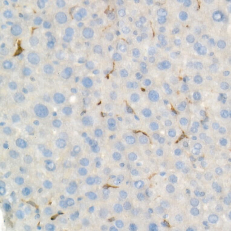 Immunohistochemistry - Anti-Heme Oxygenase 1 Antibody [ARC53508] (A307278) - Antibodies.com
