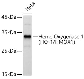 Western Blot - Anti-Heme Oxygenase 1 Antibody (A307279) - Antibodies.com