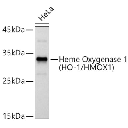 Western Blot - Anti-Heme Oxygenase 1 Antibody (A307279) - Antibodies.com
