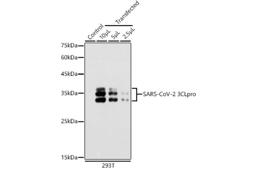 Western Blot - Anti-SARS-CoV-2 3CLPro Antibody (A307289) - Antibodies.com